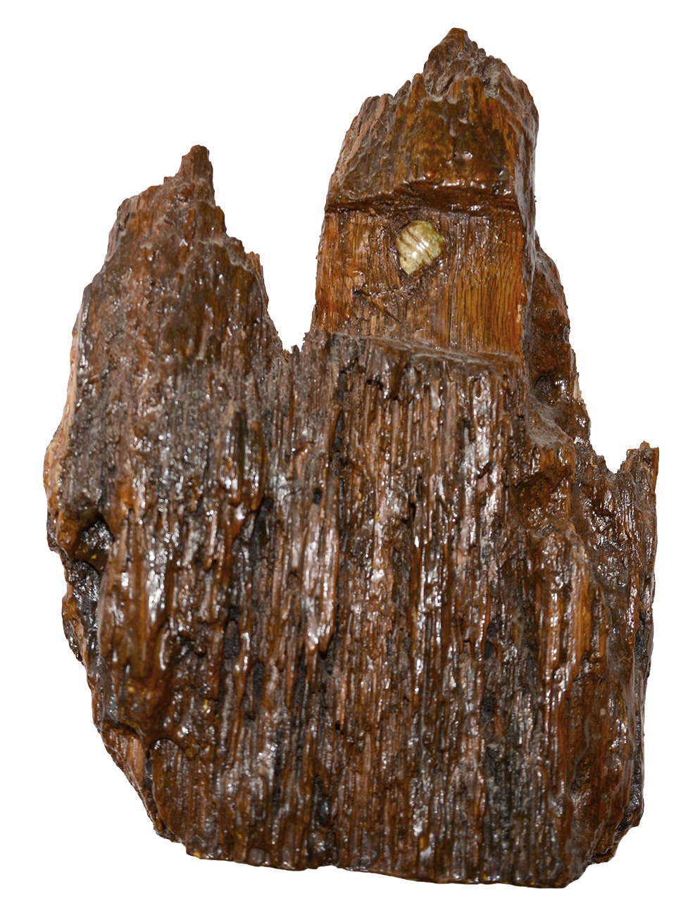BULLET IN LARGE PIECE OF WOOD – CULP’S HILL, GETTYSBURG