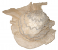 UNUSUAL IVORY VINTAGE NET CAP